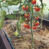 Полив помідорів у відкритому грунті та теплиці